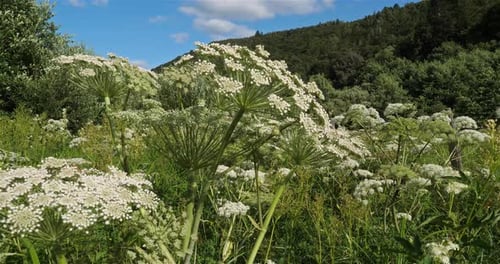 Carottes sauvages, Daucus carota, Lac Chambon, Puy de Dôme, Auvergne, France