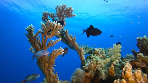 Underwater Tropical Sea Seascape