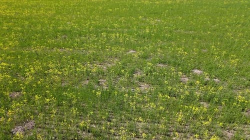 paysage aérien nature printemps