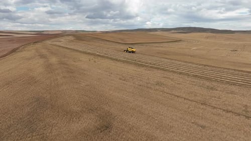 Harvesting Of Wheat In Summer