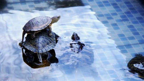 Animal Reptile Aquatic Water Turtle in a Water Pool