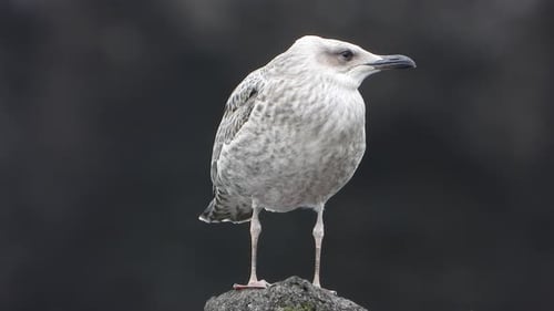 Juvenile Seagull Perched on Rock Looking Around