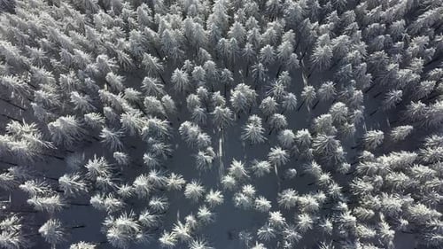 Voando sobre a floresta no inverno