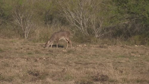 a whitetail buck in Texas, USA