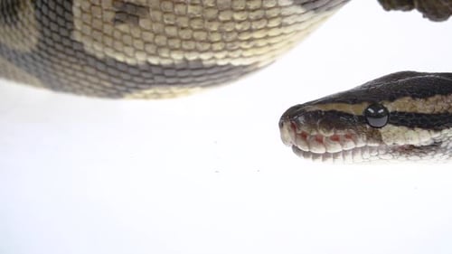 Royal Python o Python Regius sobre un obstáculo de madera en el estudio sobre un fondo blanco