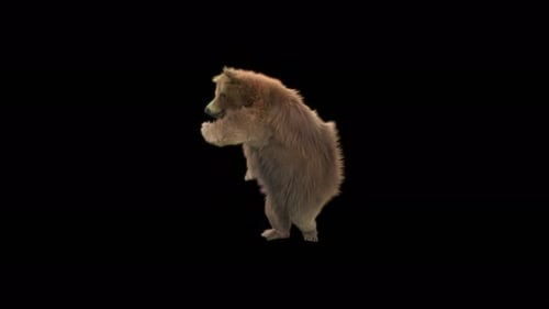 110 Bear Dancing 4K