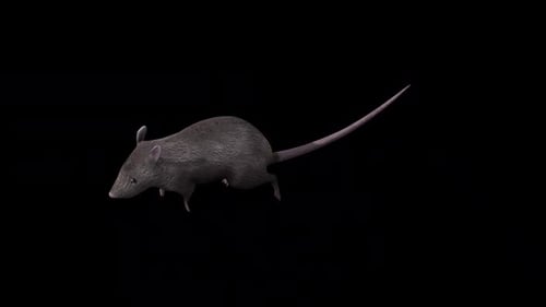 Brown Rat Run Top Angle Front View,