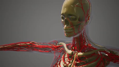 Wissenschaft Anatomie menschlicher Blutgefäße