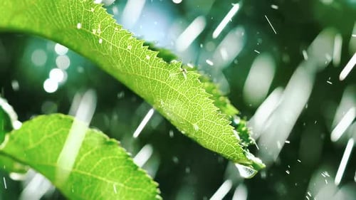 Lluvia que cae sobre las hojas