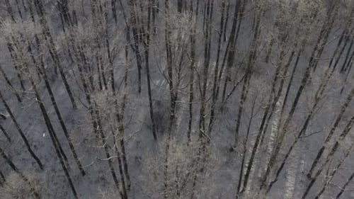 Beautiful Snowy White Forest In Winter Frosty Day