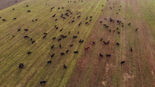 Cattle Herd Grazing Peacefully in Green Field