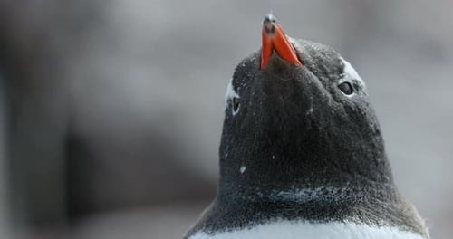 Gentoo penguin (Pygoscelis papua), Cuverville Island, Antarctica