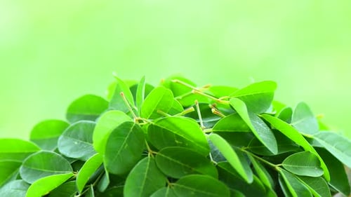 Fresh Moringa Leaves Close Up in Natural Light