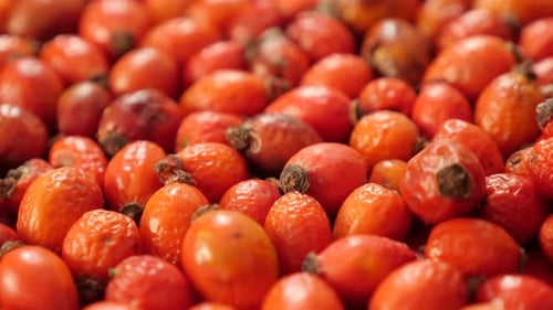 Close-up food ingredient of Rosa canina drying 4K 2160p 30fps UltraHD tilting footage - Slow tilt o