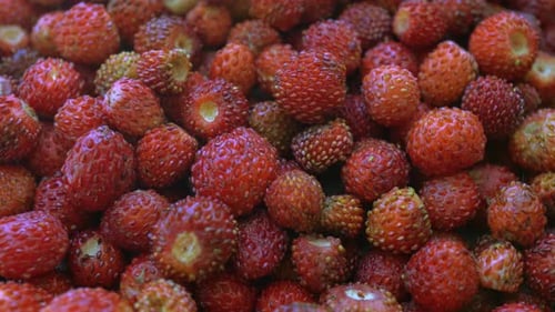Rotation Forest Strawberries