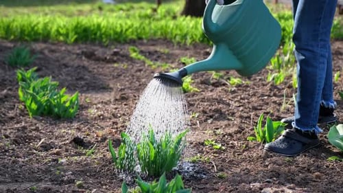 Take Care of Garden Close Up View of Gardener Watering Garden Bed
