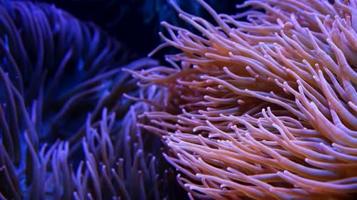 Récifs coralliens et anémones colorés au néon se balançant lentement