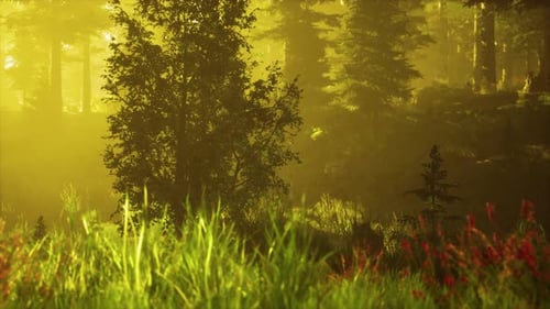 Une lumière vive tombe dans la forêt sombre