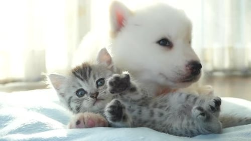 Adorable Kitten and Puppy Snuggling Comfortably Indoors