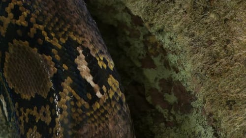Detailed Scales of Large Snake Close Up