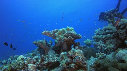 Underwater Diver and Tropical Colourful Seascape