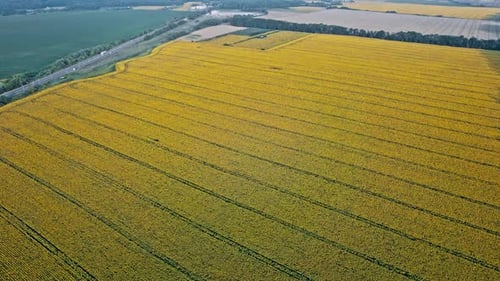 Flowering of Yellow Sunflowers in the Field