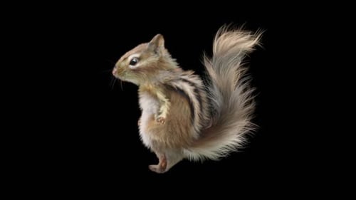 Chipmunk: Tanzen HD