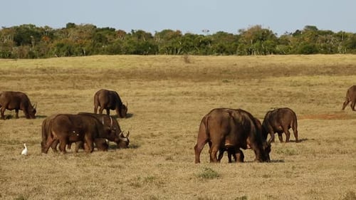 Cape Buffalo Herd Grazing in Sunny Meadow