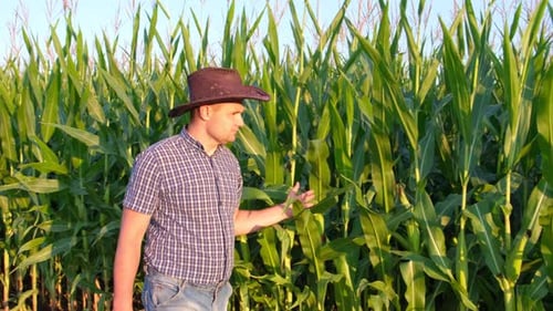 A Male Farmer Inspects the Plants on His Farm