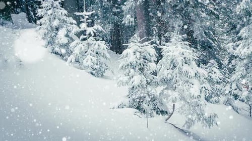 Snow Covered Trees in Winter Forest with Snowfall