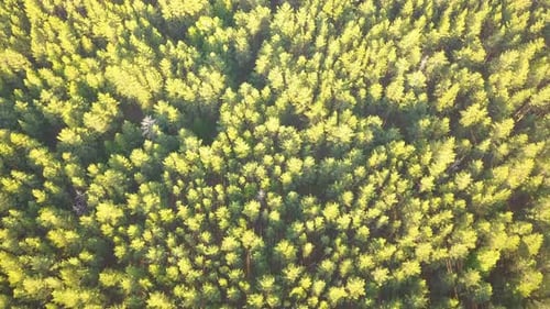 Grüner Naturwald von oben