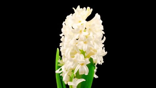 White Hyacinth Blooming Time-Lapse on Black Background