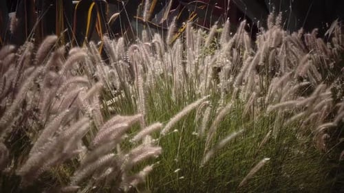 Green Bush Is Like Reeds, the Wind Shakes It
