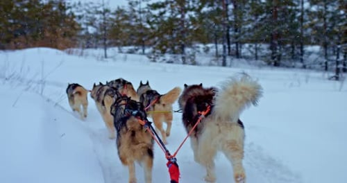 Husky Dogs in Harness Run Along the Winter Road