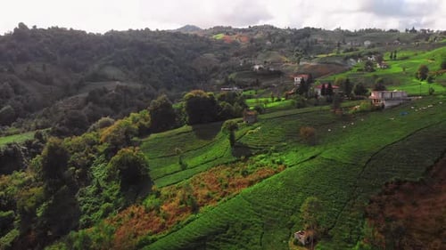 Tea Plantations in Rize Turkey