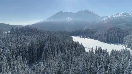 Flight Over the Snowcovered Spruce Forest with Mountains in the Background
