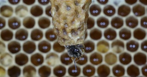 |European Honey Bee, apis mellifera, Emergence of a Queen, Bee Hive in Normandy, Real Time 4K