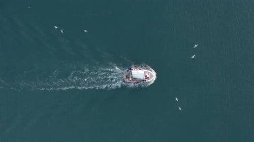 Seagulls Flocking a Small Fishing Boat