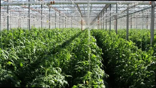 Rows of Lush Tomato Plants Growing in Greenhouse