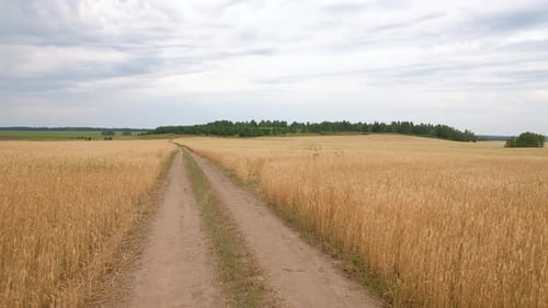 Reifes Weizenfeld Weiße Wolken