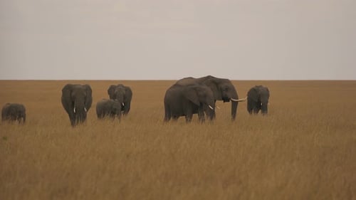 Elefanten in den offenen Ebenen der Masai Mara