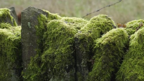 An old stone wall covered in bright green moss