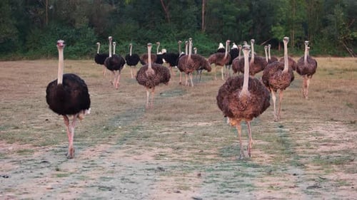 Grupo de grandes avestruzes caminhando no campo