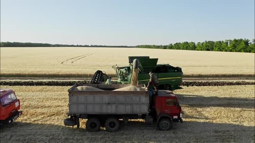 Harvester Filling Truck with Grain in Wheat Field