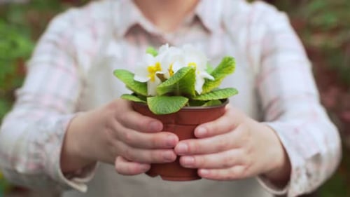 Close Up of Blooming Potted Flower Being Held