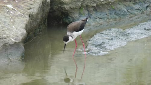 Black Winged Stilt