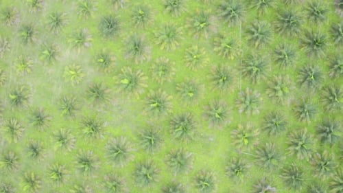Aerial footage of a palm oil plantation, zooms in to show to whole plantation