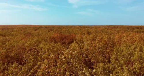 Top Down Autumn Wood. Nature Background. Aerial Top View of Autumn Forest with Colorful Trees