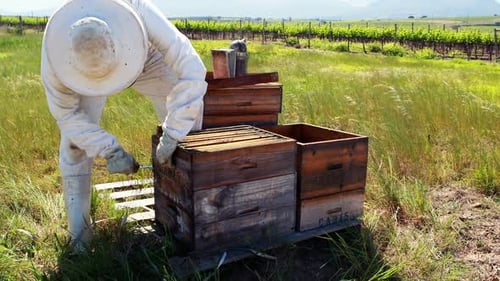 Beekeeper Inspecting Beehive in Rural Sunny Field