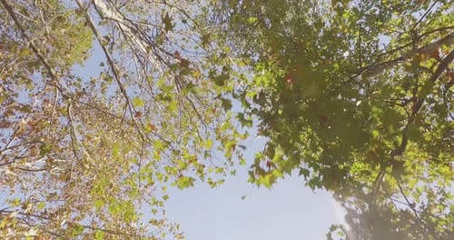 Walking Under Trees on Walkway in Urban City Park or Woods in Summer Sunny Day